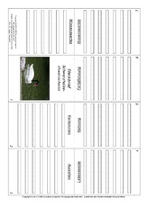 Faltbuch-Schwarzhalsschwanschwan.pdf